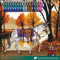 Horse Color:Liver Chestnut Near Leopard