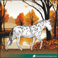 Horse Color:Brown Splash Appaloosa