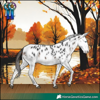 Horse Color:Brown Splash Appaloosa