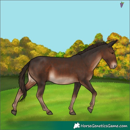 Horse Color:Liver Chestnut