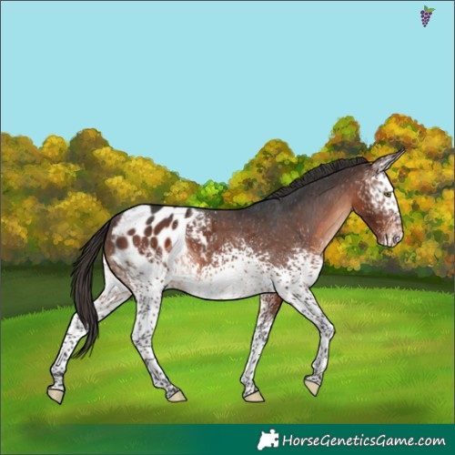 Horse Color:White Spotted Brown Appaloosa