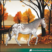 Horse Color:White Spotted Brown Blanket