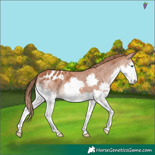 Horse Color:Chestnut Splash Appaloosa