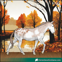 Horse Color:Chestnut Splash Appaloosa