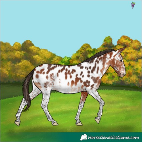Horse Color:White Spotted Bay Appaloosa 