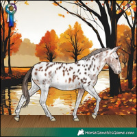 Horse Color:White Spotted Bay Appaloosa
