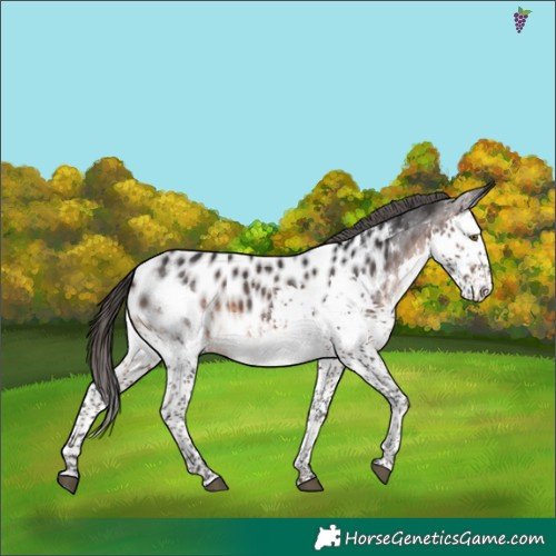 Horse Color:White Spotted Brown Splash Appaloosa 