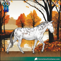 Horse Color:White Spotted Brown Splash Appaloosa