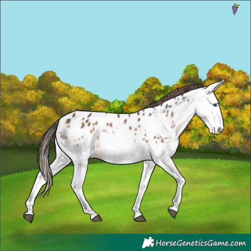 Horse Color:White Spotted Bay Splash Appaloosa 