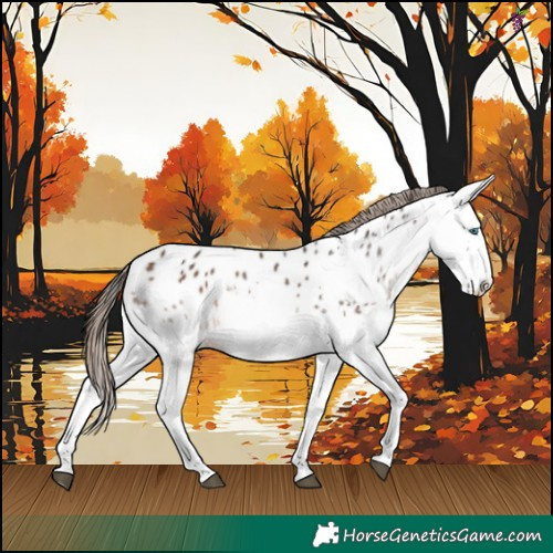 Horse Color:White Spotted Bay Splash Appaloosa 