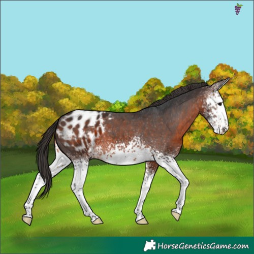 Horse Color:White Spotted Brown Appaloosa
