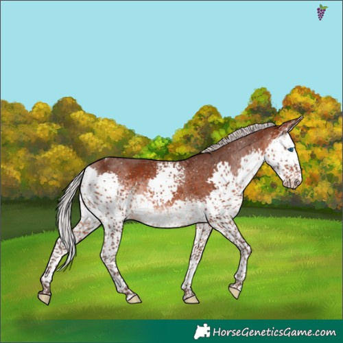 Horse Color:White Spotted Silver Brown Splash Tobiano Appaloosa 