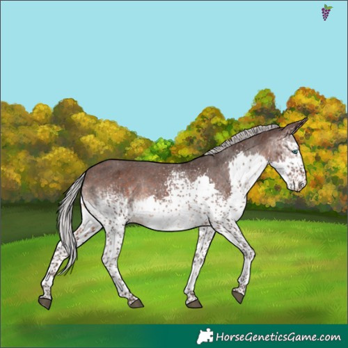 Horse Color:White Spotted Silver Brown Splash Appaloosa 