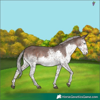 Horse Color:White Spotted Silver Brown Splash Varnish 
