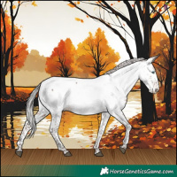 Horse Color:Silver Brown Splash Appaloosa 