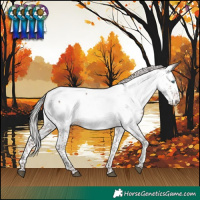 Horse Color:Silver Brown Splash Appaloosa 