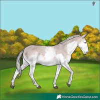 Horse Color:White Spotted Silver Brown Splash Tobiano Varnish 
