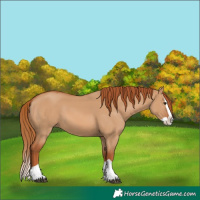 Horse Color:Red Dun Splash 