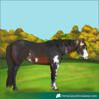 Horse Color:Brown Sabino