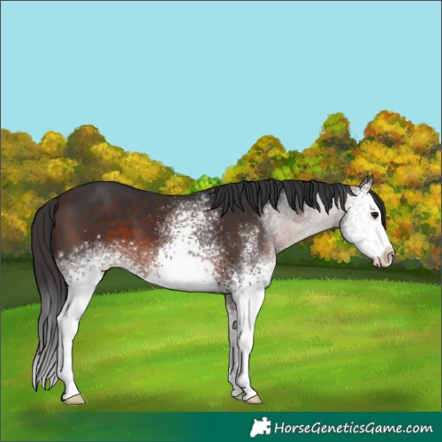 Horse Color:White Spotted Brown Sabino