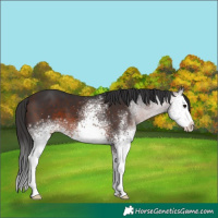 Horse Color:White Spotted Brown Sabino