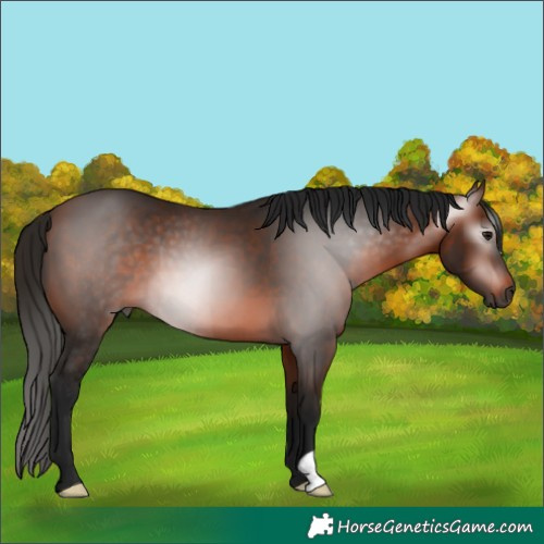 Horse Color:Gray Bay 