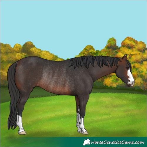 Horse Color:Brown Rabicano 