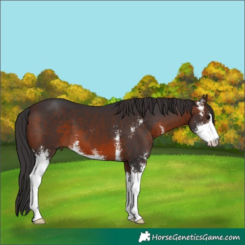 Horse Color:Brown Sabino 