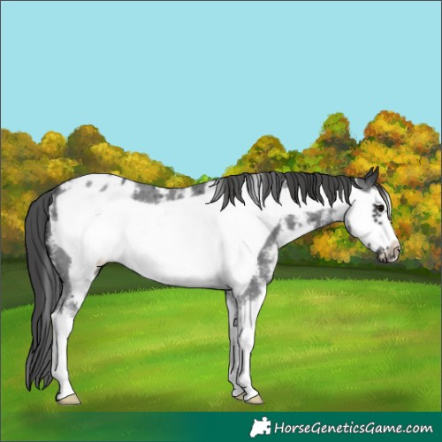 Horse Color:Black Sabino Frame Appaloosa