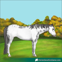 Horse Color:Black Sabino Frame Appaloosa 