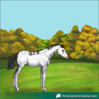 Horse Color:Black Sabino Frame Appaloosa