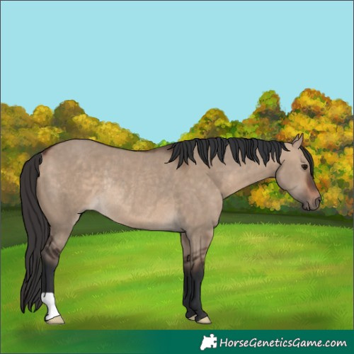 Horse Color:Bay Dun Rabicano 