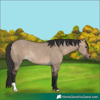 Horse Color:Bay Dun Rabicano 