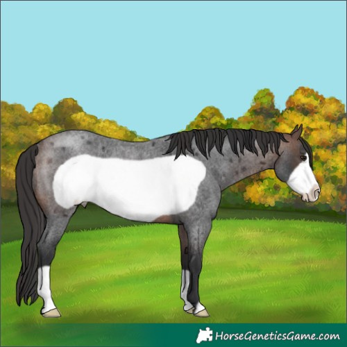 Horse Color:Brown Roan Frame Appaloosa Rabicano