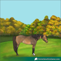 Horse Color:Buckskin