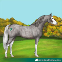 Horse Color:Silver Brown Roan Splash