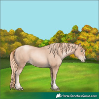 Horse Color:Gold Champagne Pearl Rabicano  and Gold Champagne Pearl Rabicano 