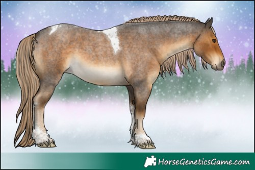 Horse Color:Chocolate Palomino Roan Tobiano