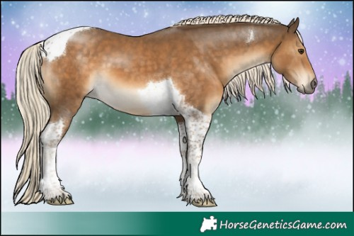 Horse Color:Chocolate Palomino Tobiano 