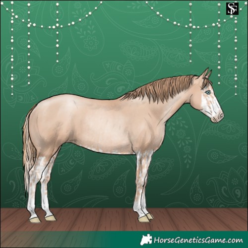 Horse Color:Gold Champagne Pearl Rabicano  and Gold Champagne Pearl Splash Rabicano 