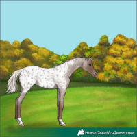 Horse Color:Silver Blue Roan Near Leopard