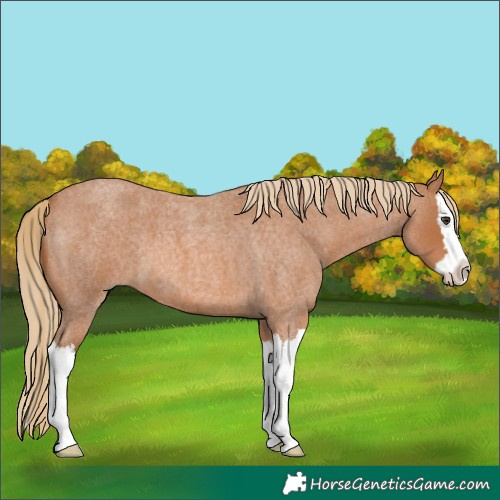 Horse Color:Red Roan Splash 