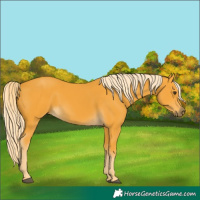 Horse Color:Palomino 