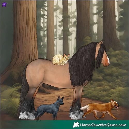 Horse Color:Bay Dun  and Bay Dun 