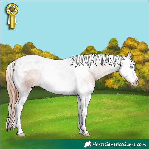 Horse Color:Gold Champagne Splash Tobiano 