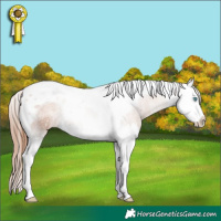 Horse Color:Gold Champagne Splash Tobiano 