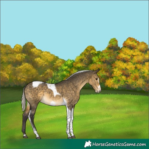 Horse Color:Silver Buckskin Dun Tobiano Frame 
