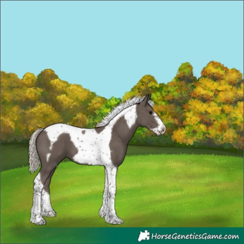 Horse Color:Silver Black Tobiano Frame 