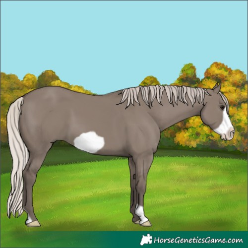 Horse Color:Silver Grullo Frame 
