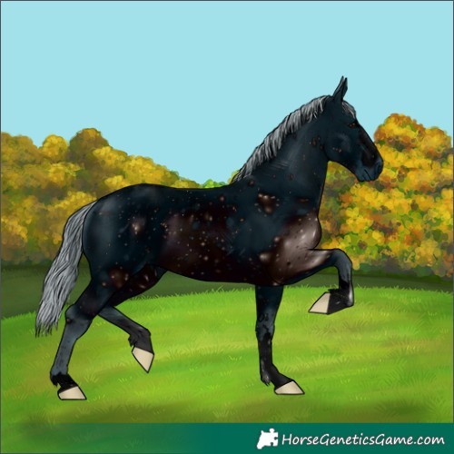 Horse Color:ERROR: UNKNOWN ANOMALY